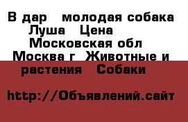 В дар - молодая собака Луша › Цена ­ 100 - Московская обл., Москва г. Животные и растения » Собаки   